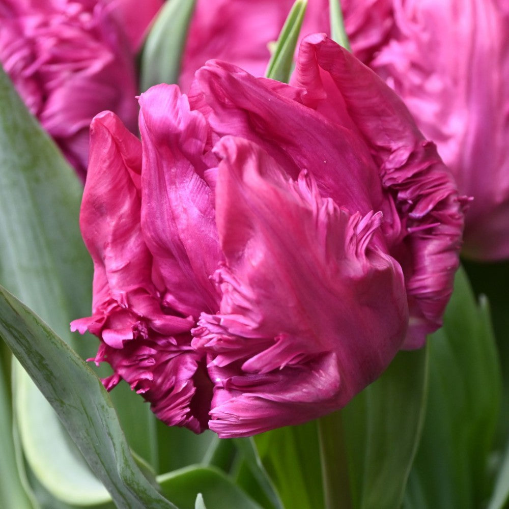 Parrot Prince Tulip Seeds